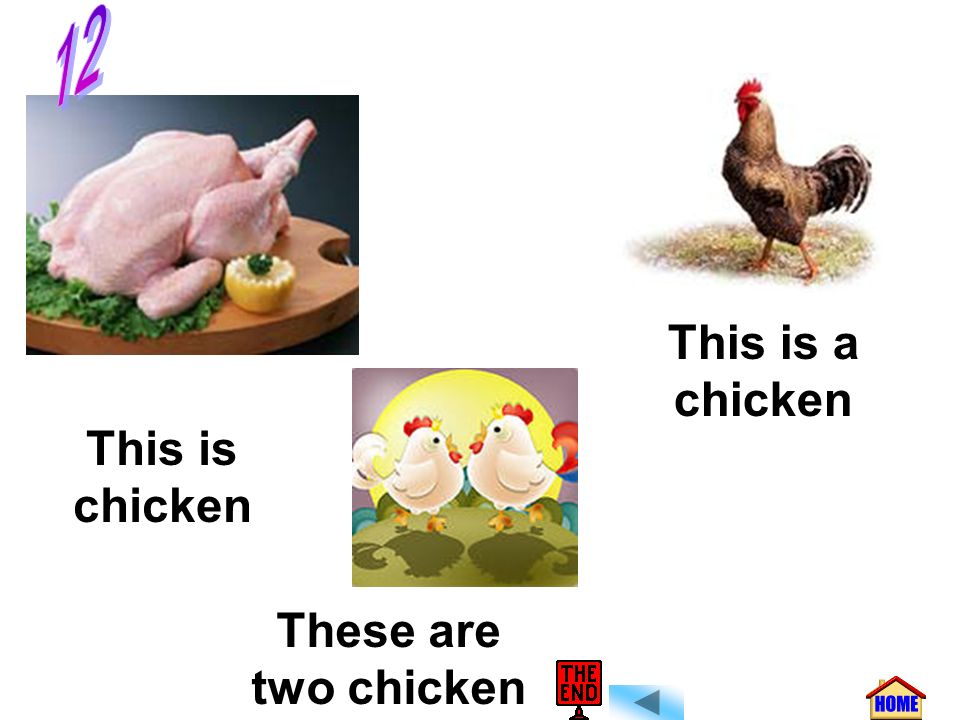 12 This is a chicken This is chicken These are two chicken
