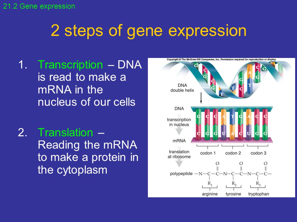 2 steps of gene expression