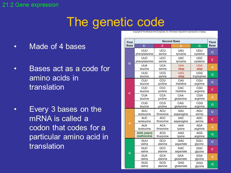 The genetic code Made of 4 bases