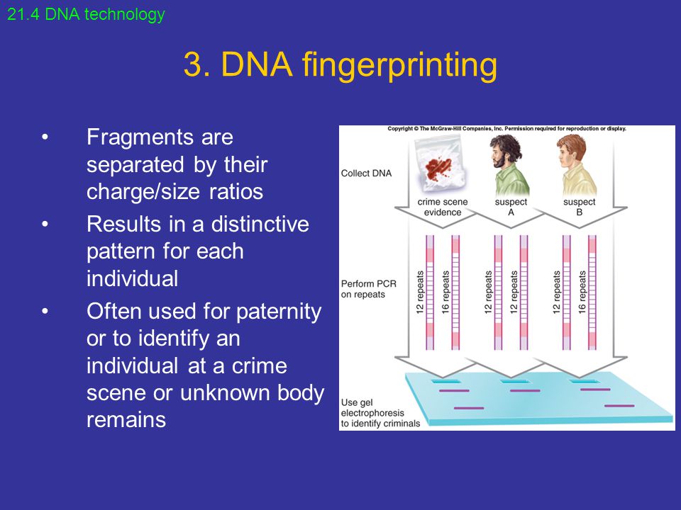 21.4 DNA technology 3. DNA fingerprinting. Fragments are separated by their charge/size ratios.