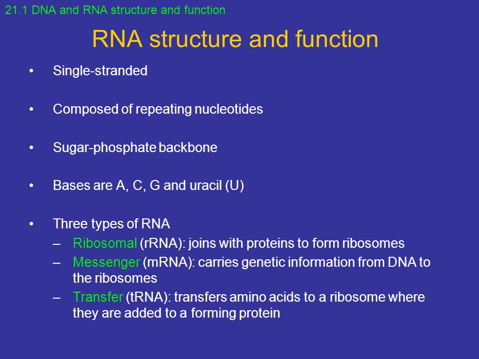 RNA structure and function