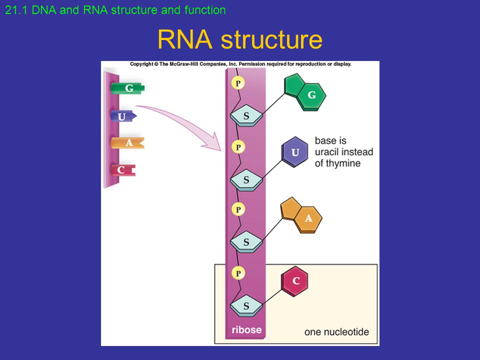 21.1 DNA and RNA structure and function