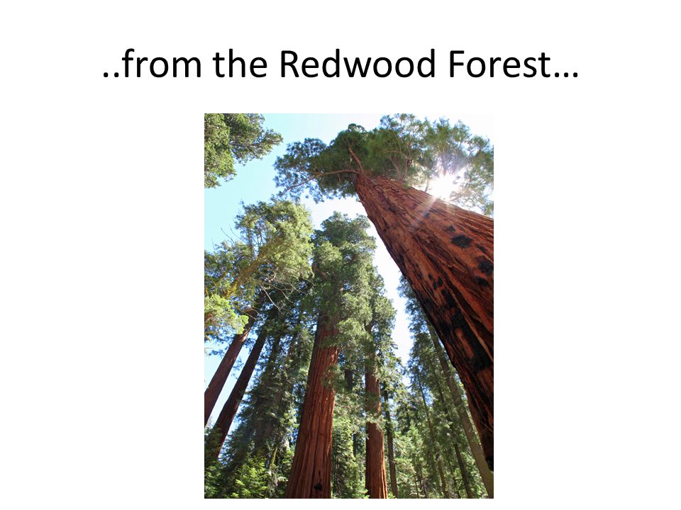 ..from the Redwood Forest…
