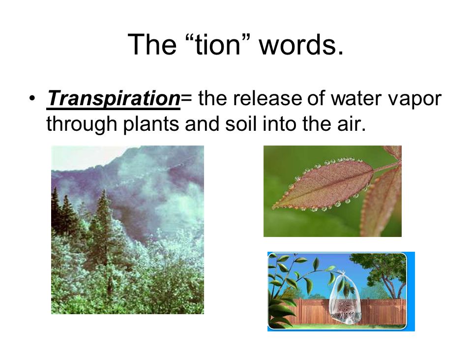 The tion words. Transpiration= the release of water vapor through plants and soil into the air.