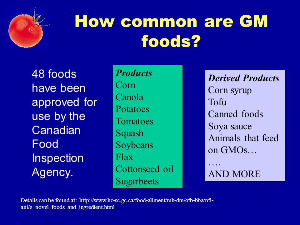 How common are GM foods 48 foods have been approved for use by the Canadian Food Inspection Agency.