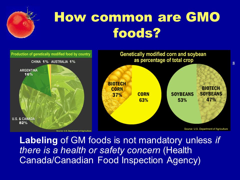 How common are GMO foods