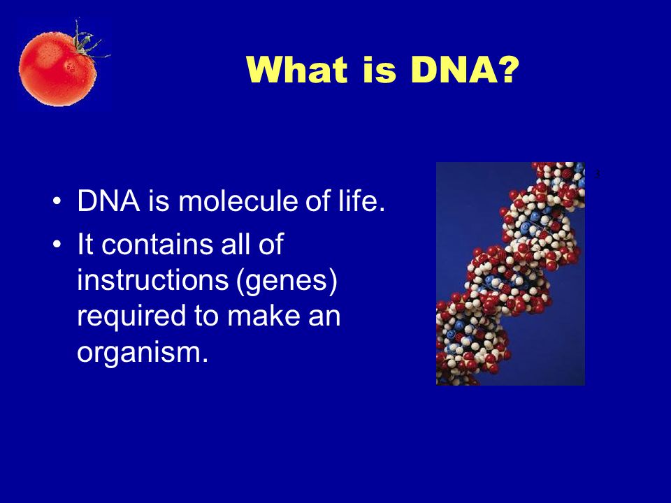 What is DNA DNA is molecule of life.