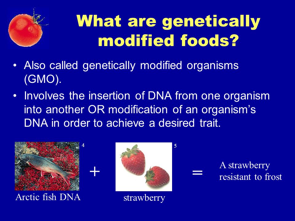 What are genetically modified foods