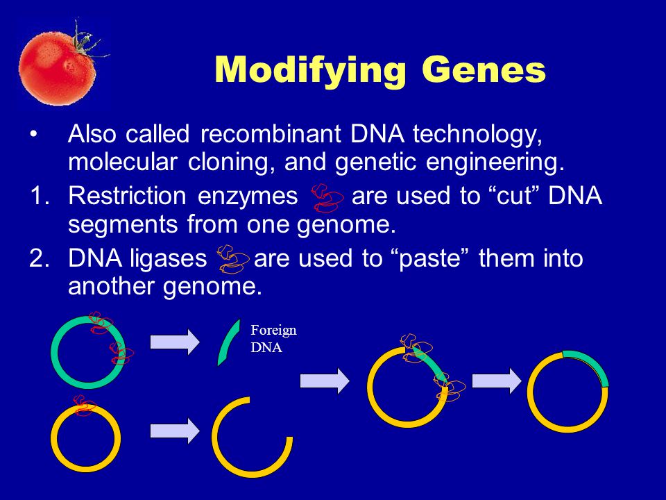 Modifying Genes Also called recombinant DNA technology, molecular cloning, and genetic engineering.