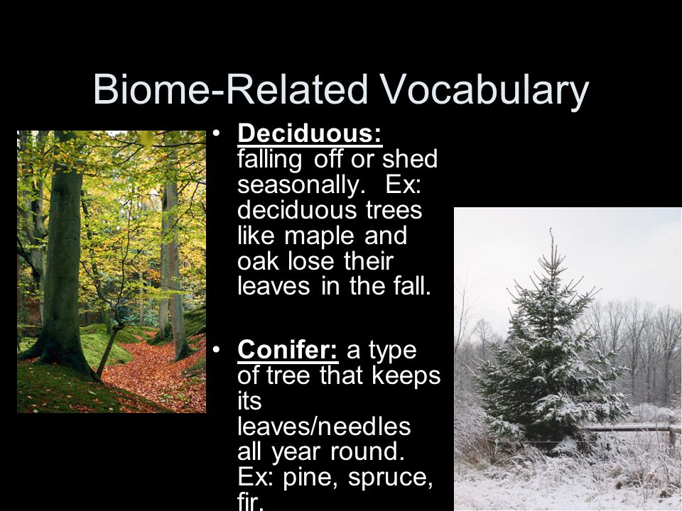 Biome-Related Vocabulary
