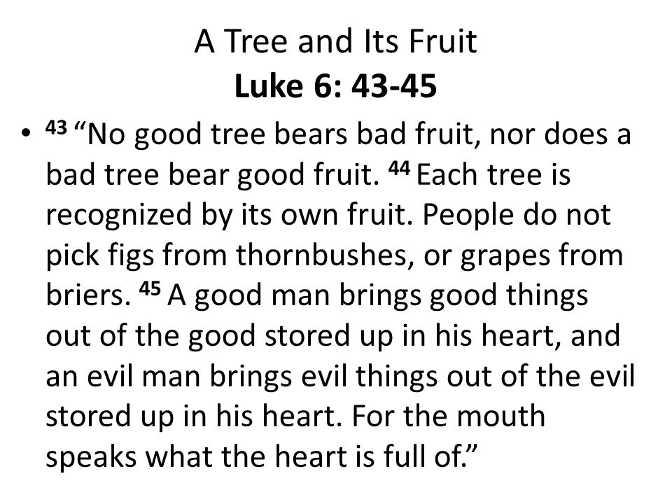 A Tree and Its Fruit Luke 6: 43-45