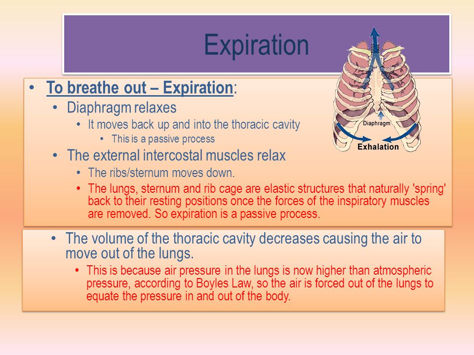 Expiration To breathe out – Expiration: Diaphragm relaxes