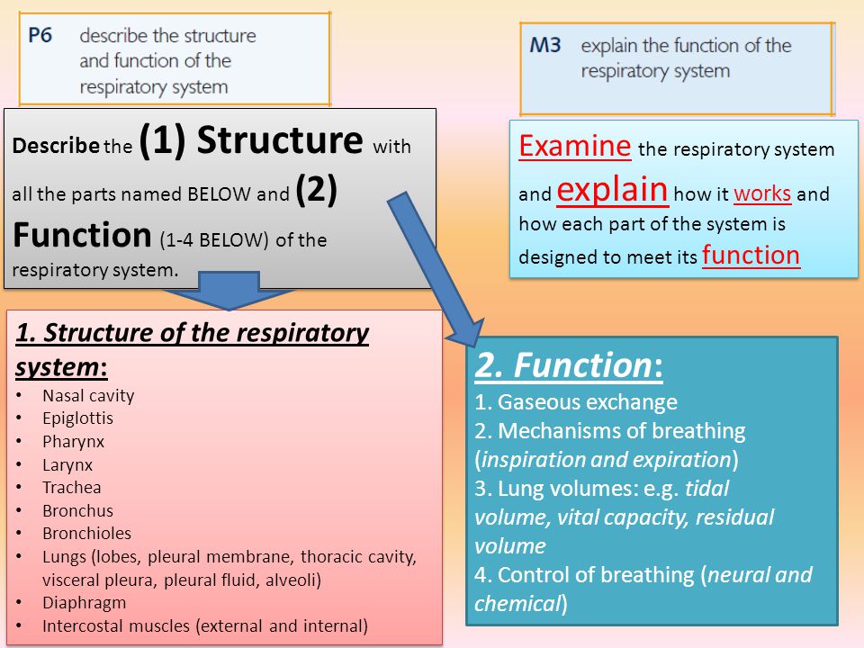 2. Function: Examine the respiratory system