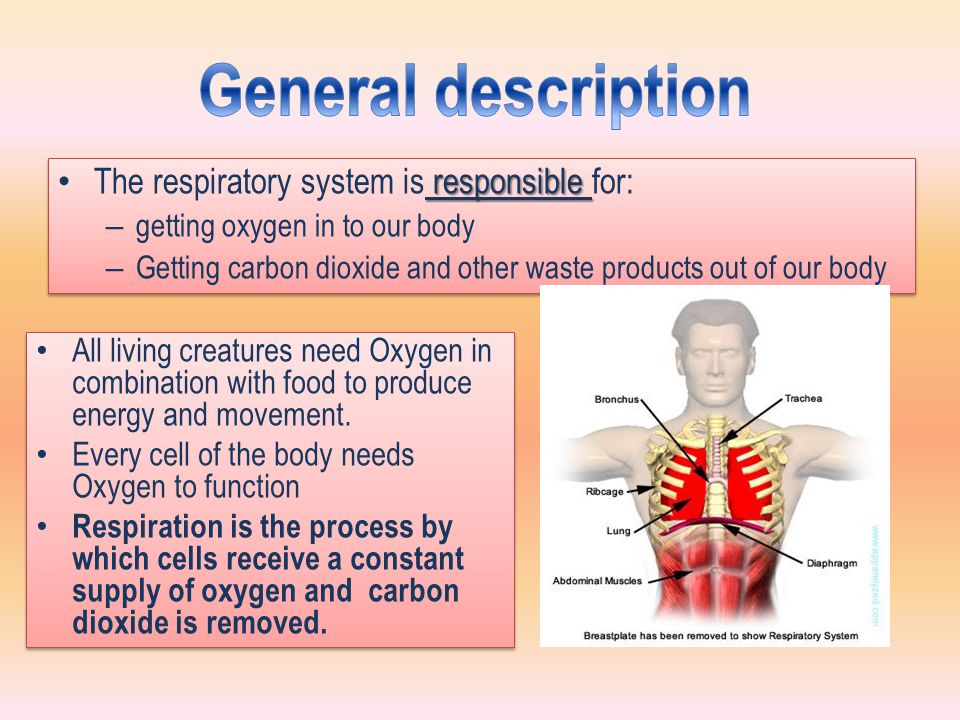 General description The respiratory system is responsible for: