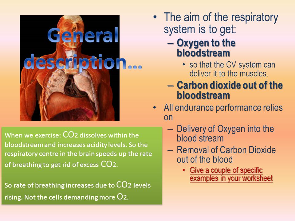 General description… The aim of the respiratory system is to get: