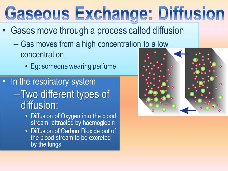Gaseous Exchange: Diffusion