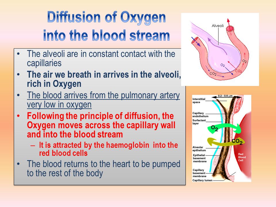 Diffusion of Oxygen into the blood stream