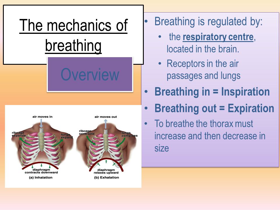 The mechanics of breathing