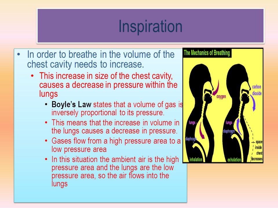 Inspiration In order to breathe in the volume of the chest cavity needs to increase.