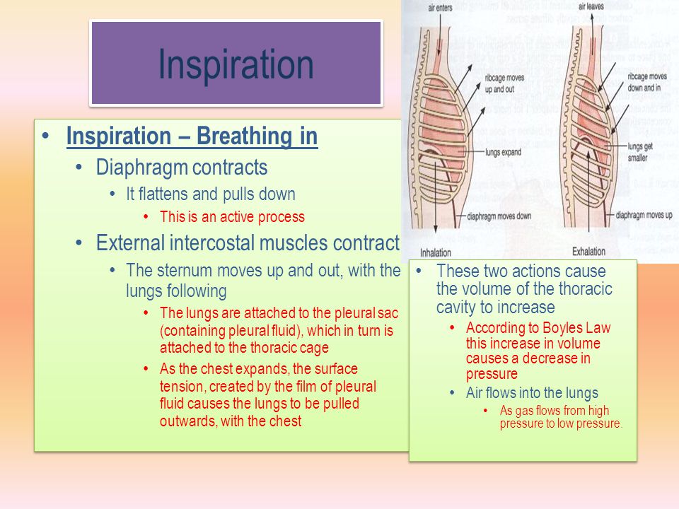 Inspiration Inspiration – Breathing in Diaphragm contracts