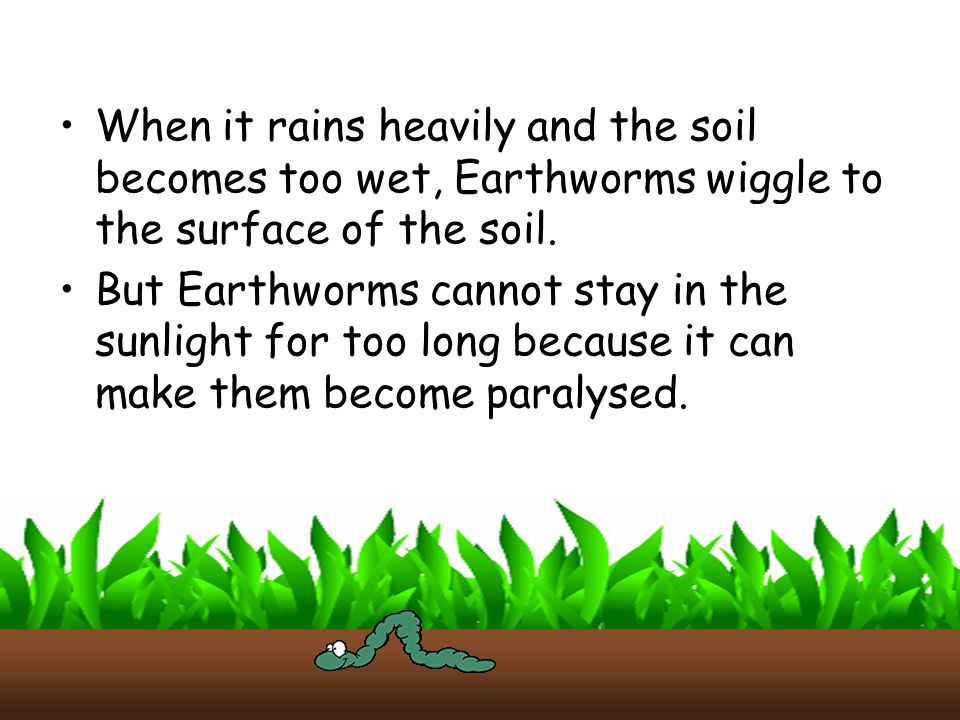 When it rains heavily and the soil becomes too wet, Earthworms wiggle to the surface of the soil.