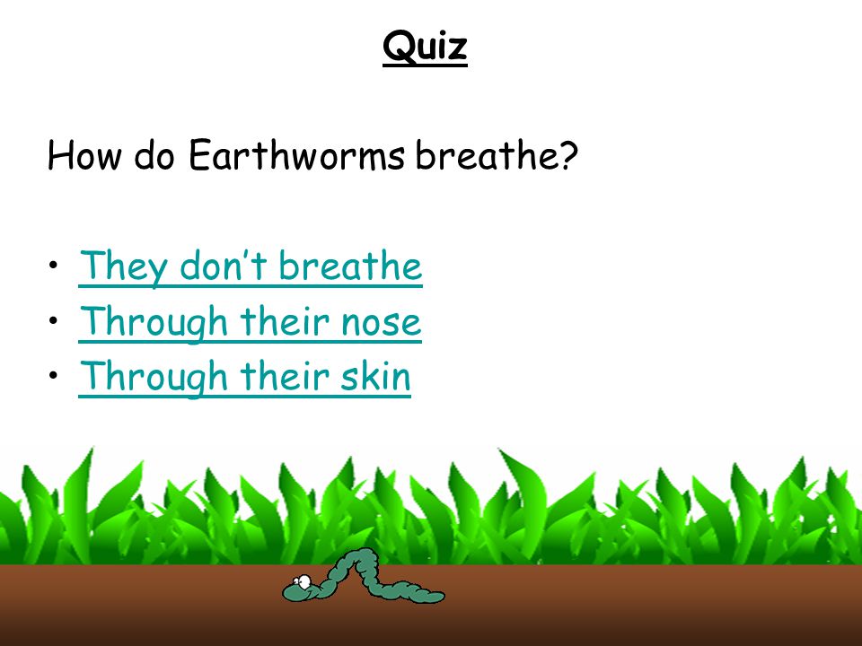 Quiz How do Earthworms breathe They don’t breathe Through their nose Through their skin
