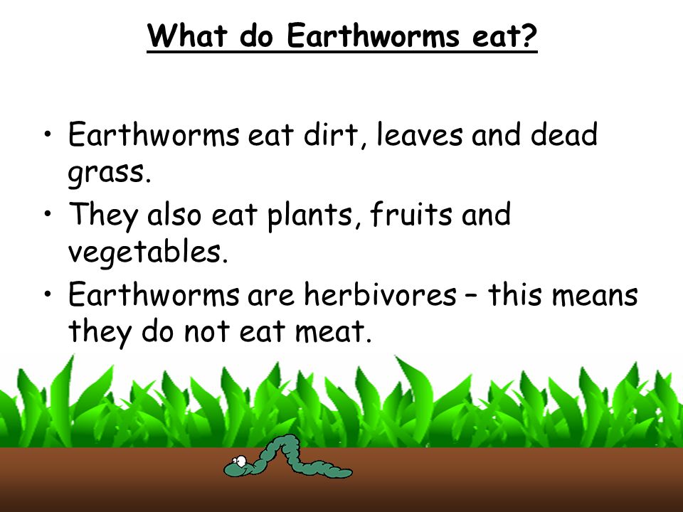 What do Earthworms eat Earthworms eat dirt, leaves and dead grass. They also eat plants, fruits and vegetables.