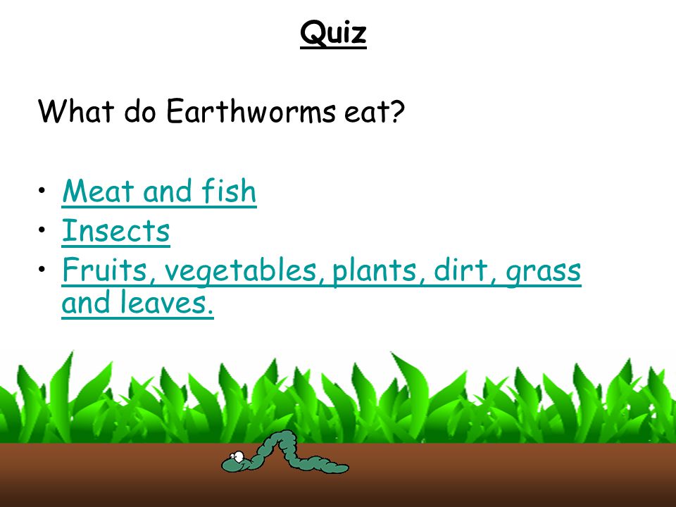 Quiz What do Earthworms eat. Meat and fish. Insects.