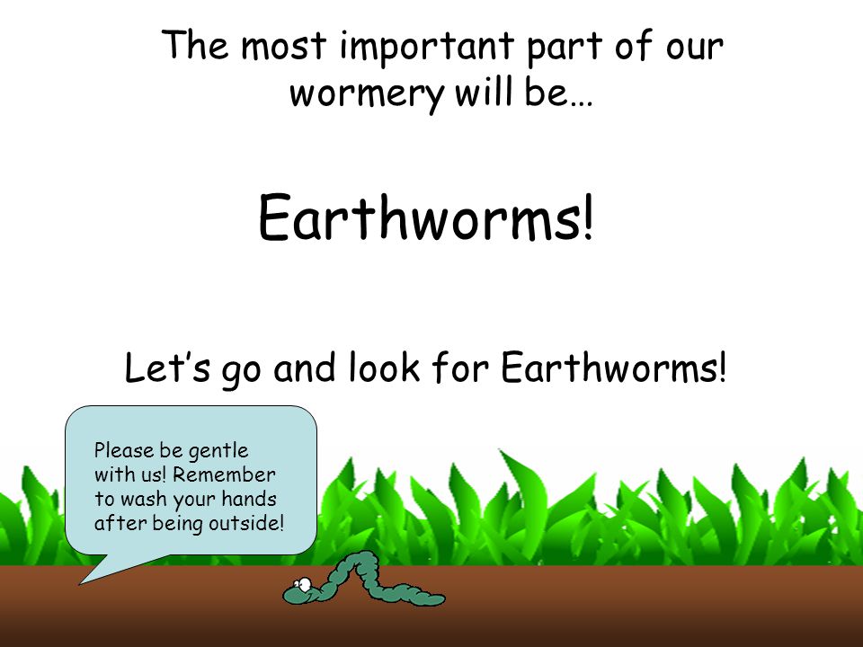Earthworms! The most important part of our wormery will be…