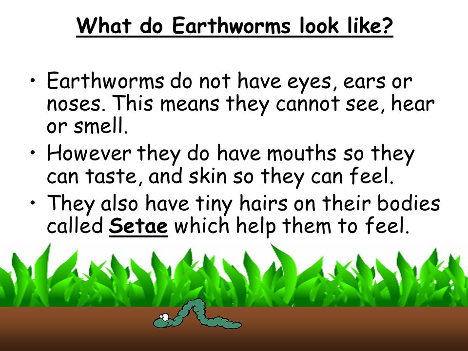 What do Earthworms look like