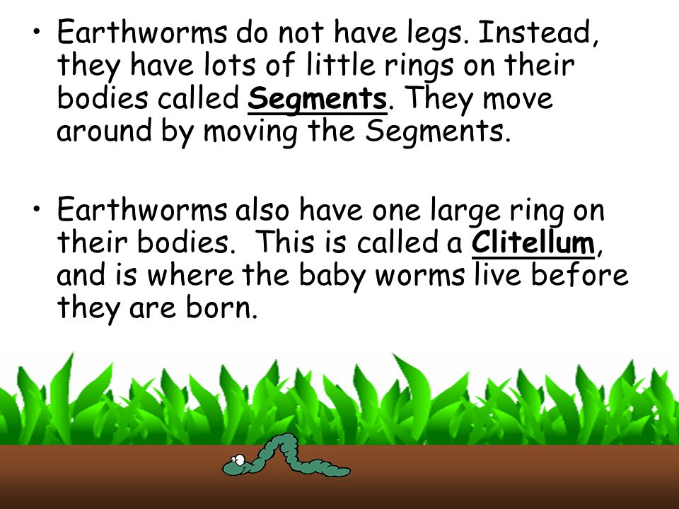 Earthworms do not have legs