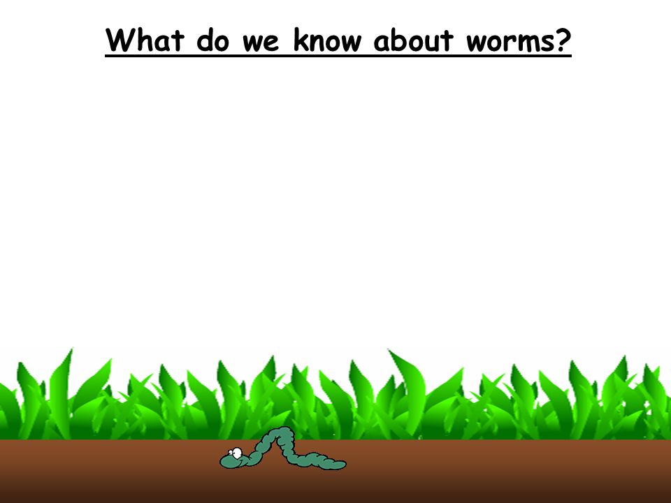 What do we know about worms