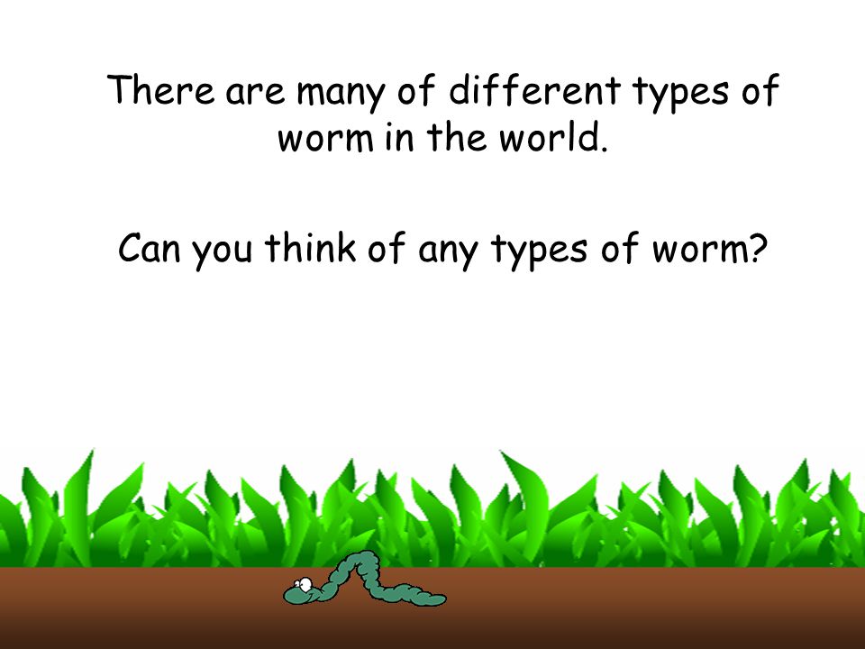 There are many of different types of worm in the world.