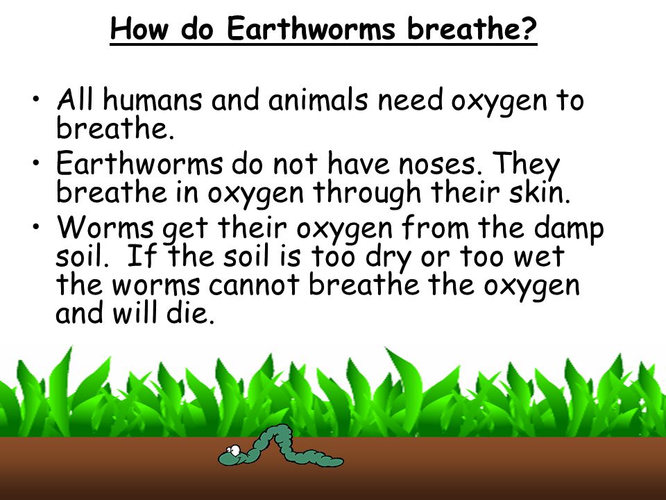 How do Earthworms breathe
