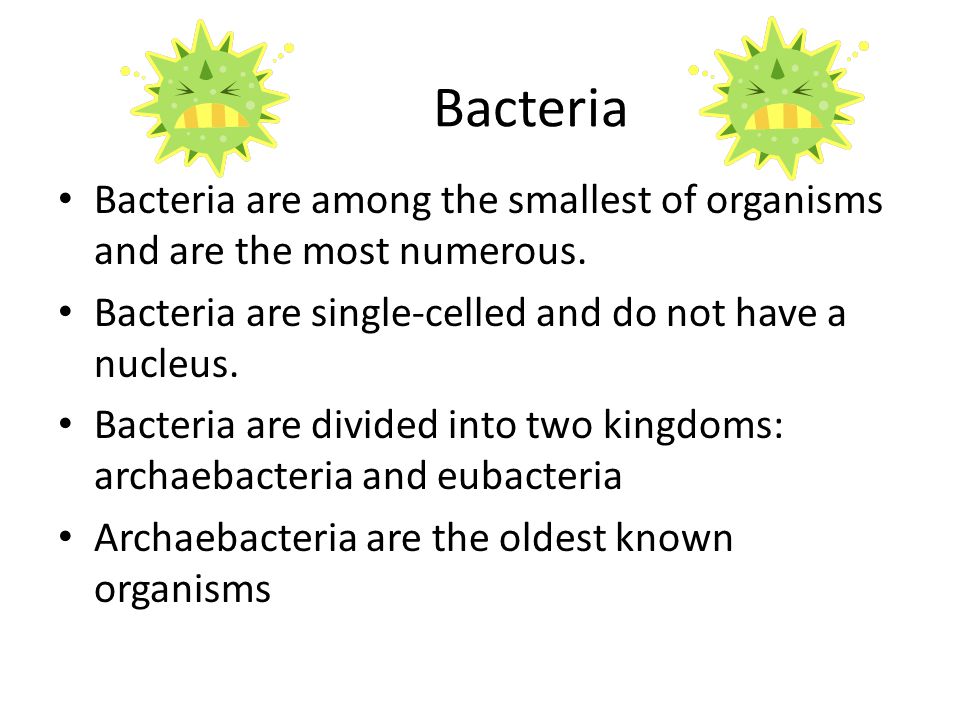 Bacteria Bacteria are among the smallest of organisms and are the most numerous. Bacteria are single-celled and do not have a nucleus.