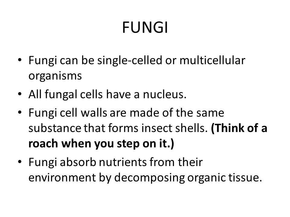 FUNGI Fungi can be single-celled or multicellular organisms