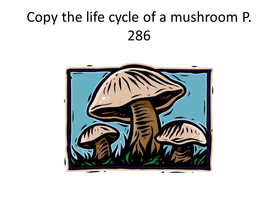 Copy the life cycle of a mushroom P. 286