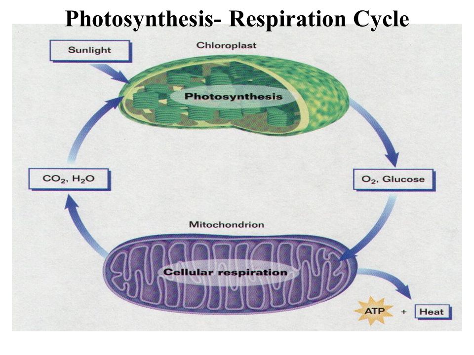Photosynthesis- Respiration Cycle