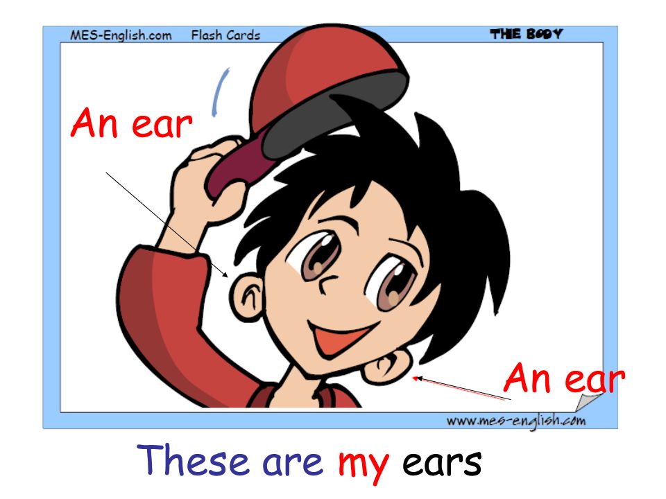 An ear An ear These are my ears