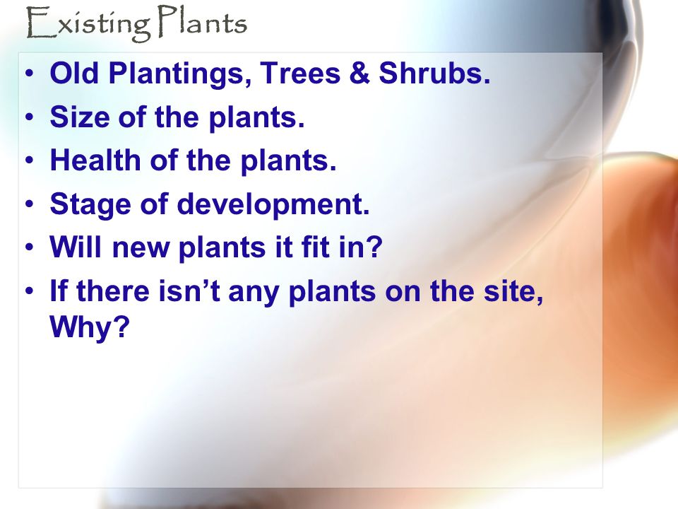 Existing Plants Old Plantings, Trees & Shrubs. Size of the plants.