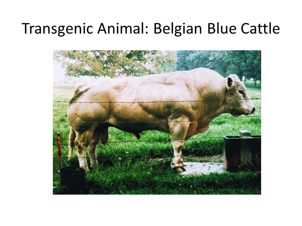 Transgenic Animal: Belgian Blue Cattle