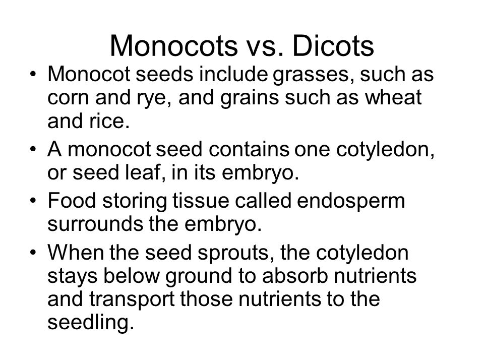 Monocots vs. Dicots Monocot seeds include grasses, such as corn and rye, and grains such as wheat and rice.