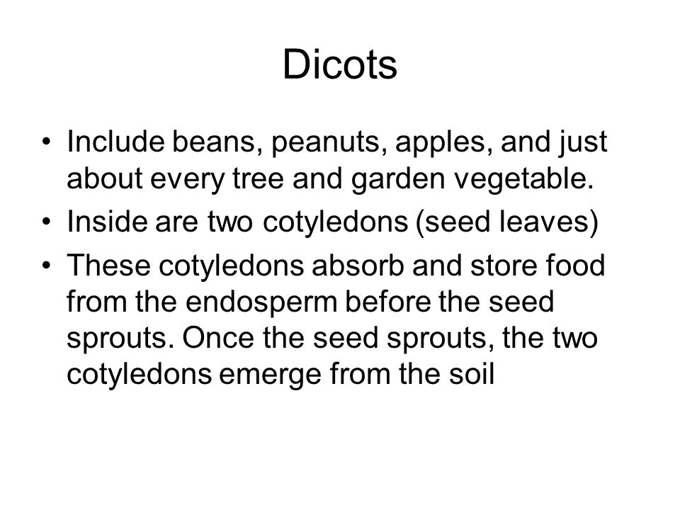 Dicots Include beans, peanuts, apples, and just about every tree and garden vegetable. Inside are two cotyledons (seed leaves)