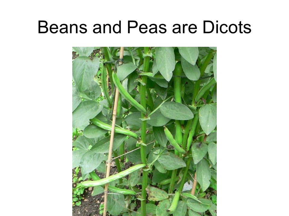 Beans and Peas are Dicots