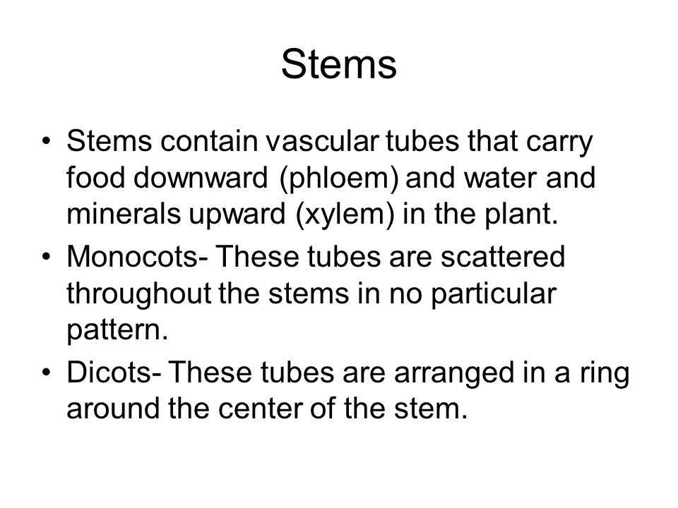 Stems Stems contain vascular tubes that carry food downward (phloem) and water and minerals upward (xylem) in the plant.