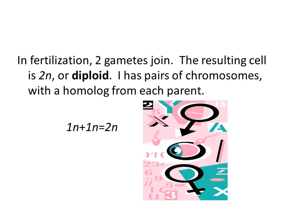 In fertilization, 2 gametes join. The resulting cell is 2n, or diploid