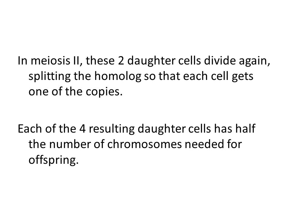 In meiosis II, these 2 daughter cells divide again, splitting the homolog so that each cell gets one of the copies.