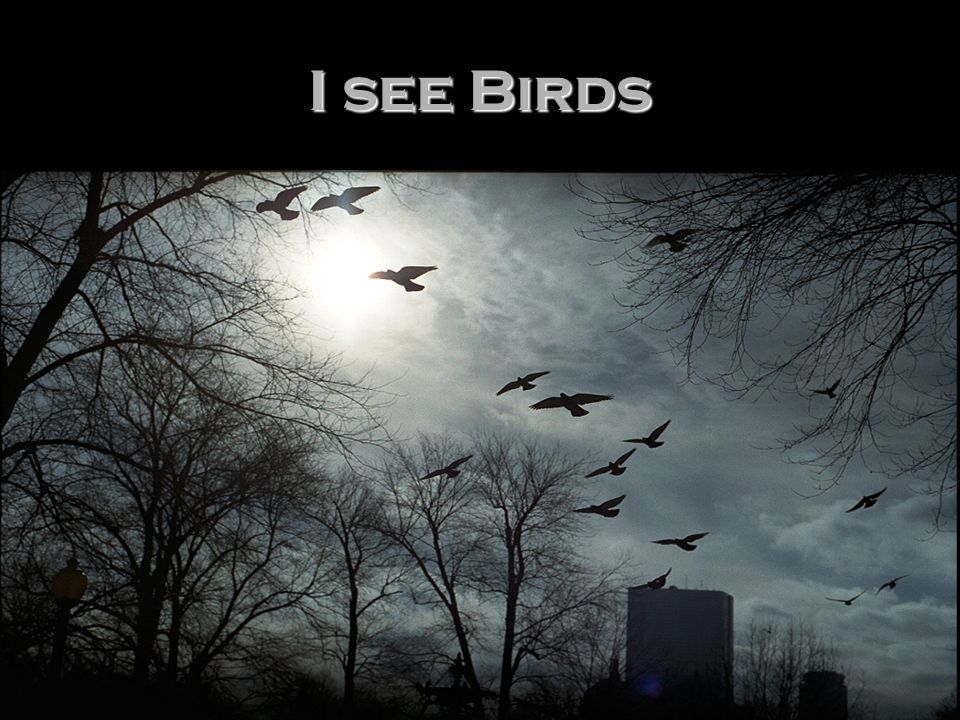 I see Birds