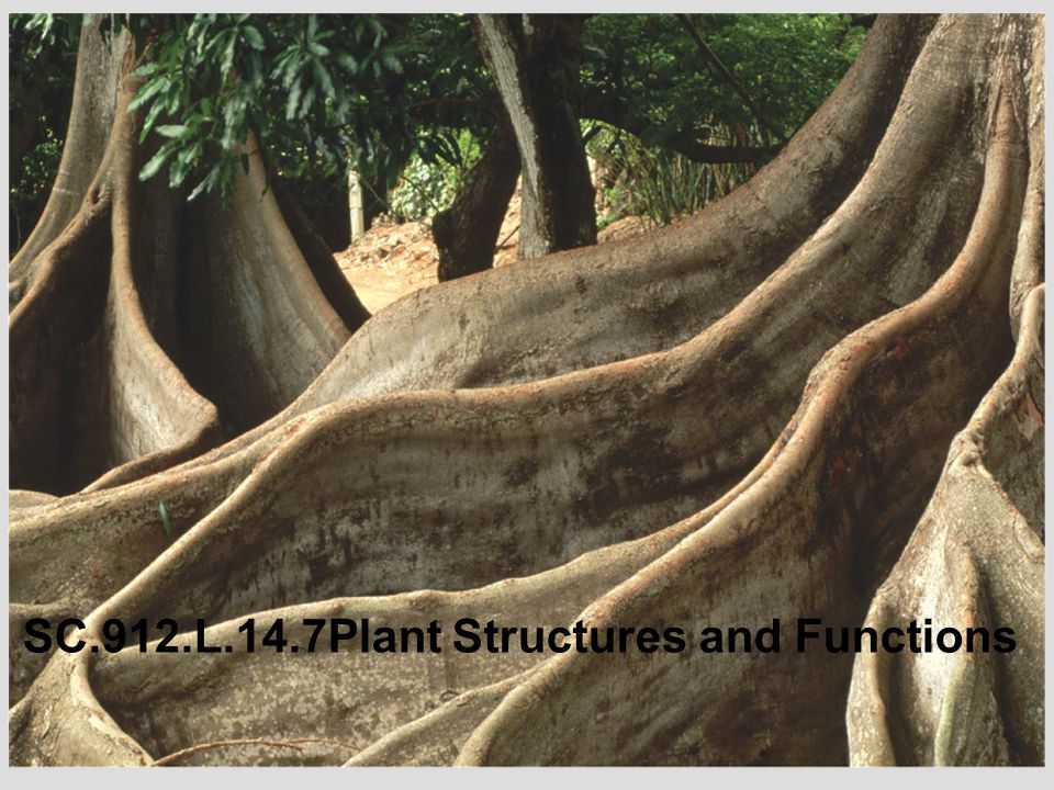 SC.912.L.14.7Plant Structures and Functions
