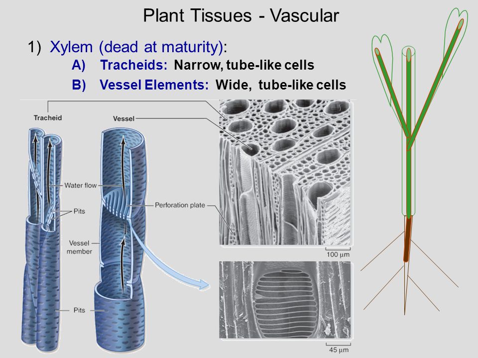 Plant Tissues - Vascular